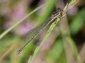 Ceriagrion tenellum melanogastrum female (3 of 3)